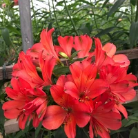 画像240