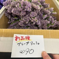 画像244