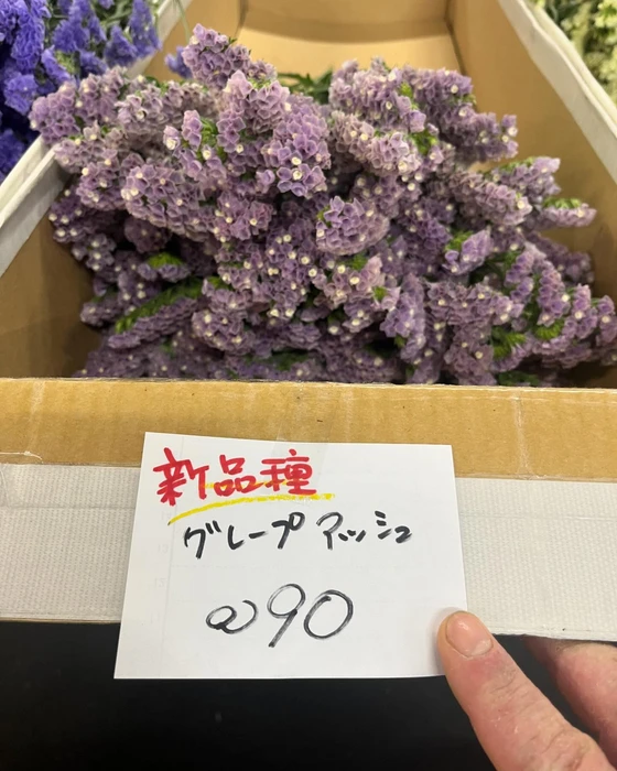 画像244