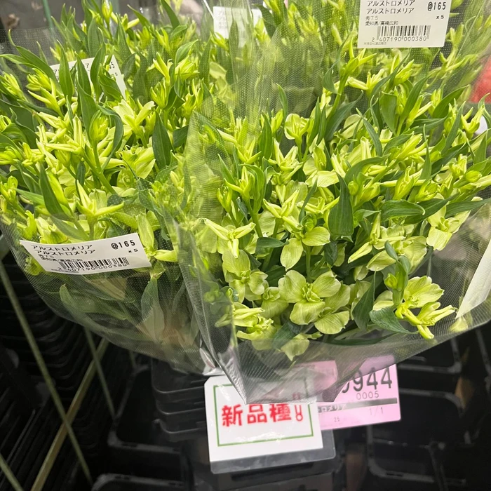 画像251