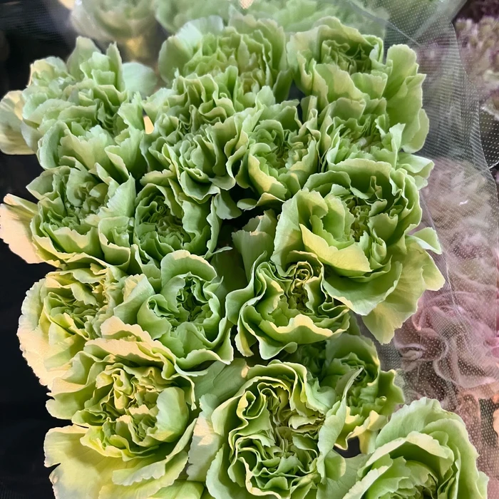 画像291